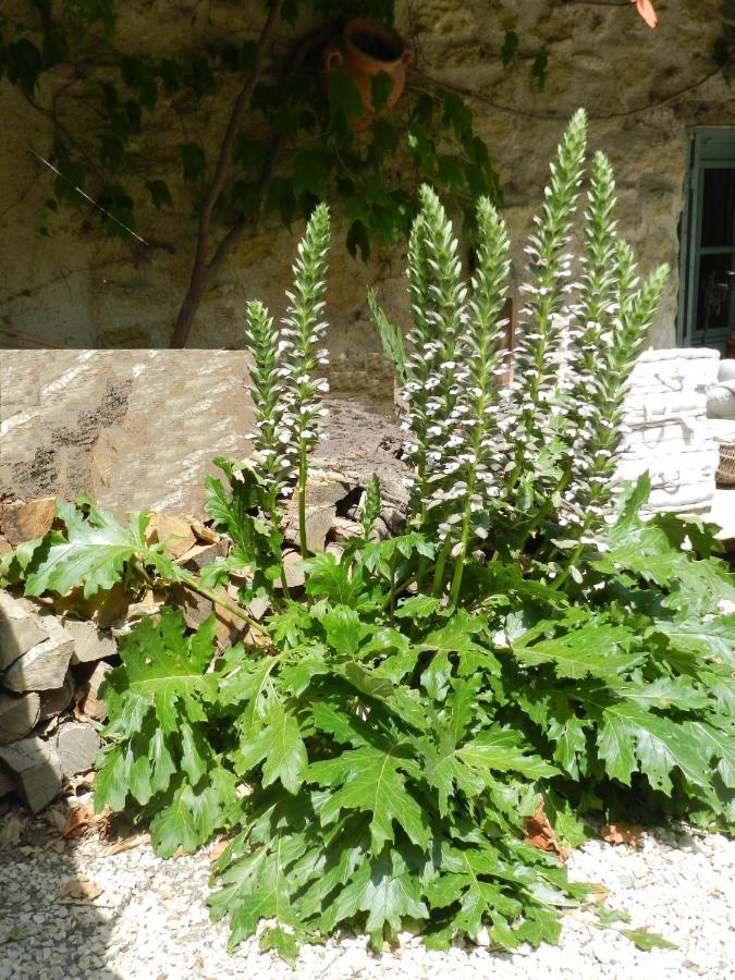 Les Acanthes Lauris Exteriér fotografie